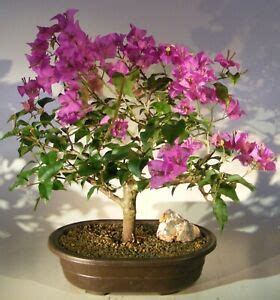 bonsai ebay|Tropical Bonsais for sale .